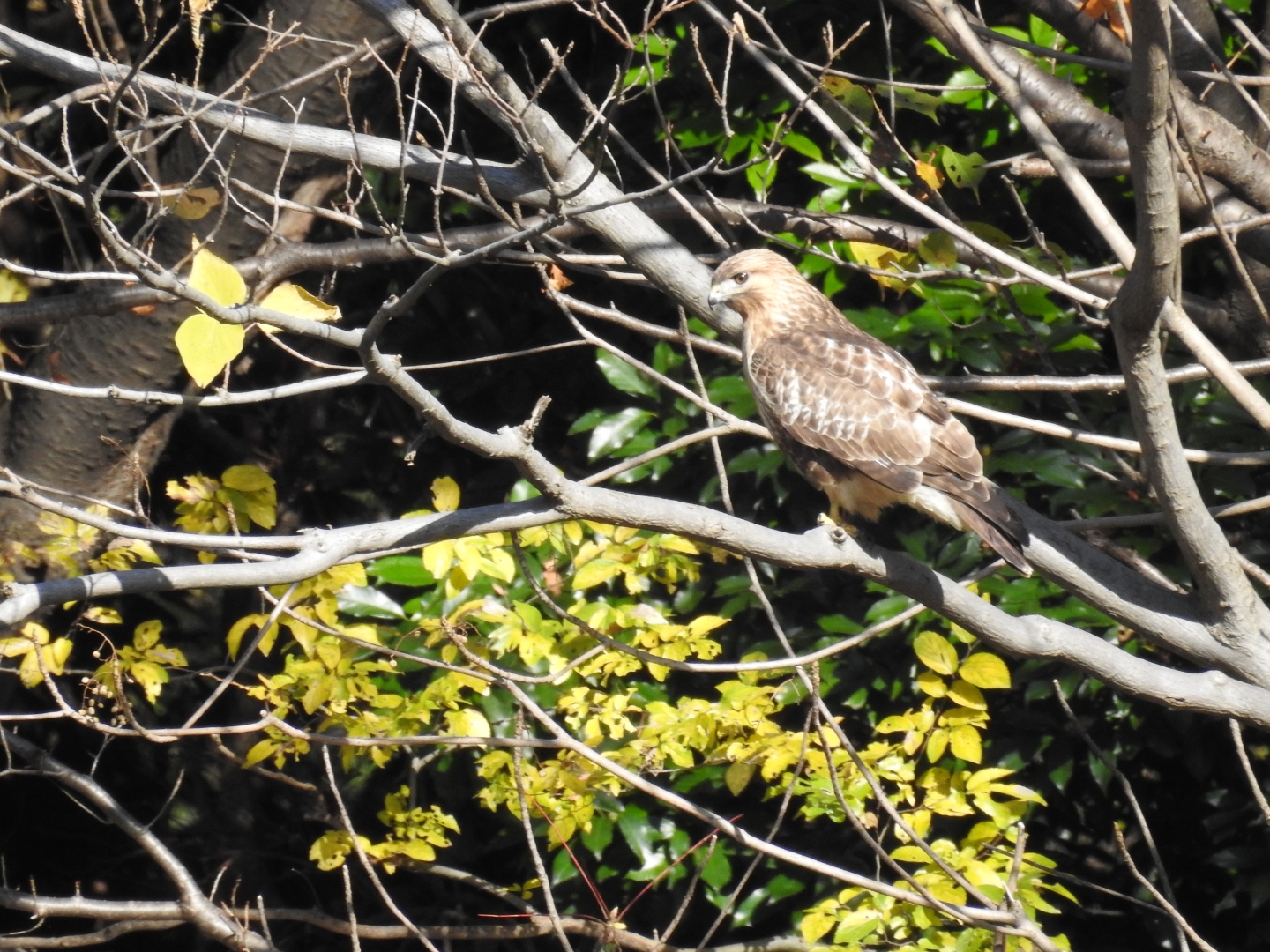 Photo of Eastern Buzzard at Hikarigaoka Park by めぐ