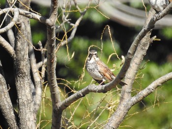 Dusky Thrush Hikarigaoka Park Sat, 11/30/2019