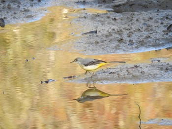 Grey Wagtail Hikarigaoka Park Sat, 11/30/2019