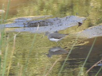 Green Sandpiper Hikarigaoka Park Sat, 11/30/2019