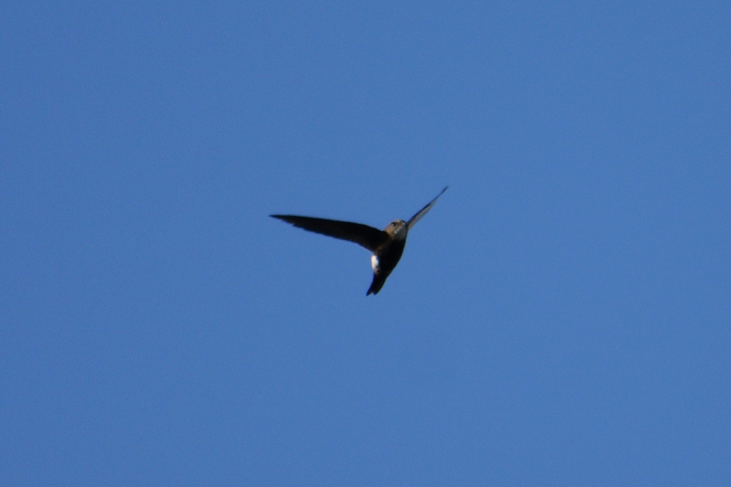 Photo of House Swift at 多摩川二ヶ領宿河原堰 by さすらう葦