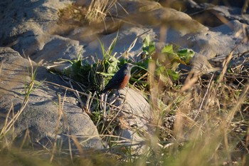 2019年11月30日(土) 多摩川二ヶ領宿河原堰の野鳥観察記録