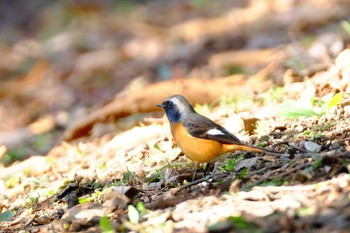 ジョウビタキ 葛西臨海公園 2019年11月30日(土)