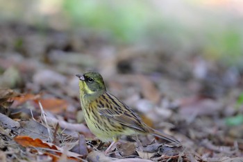 アオジ 葛西臨海公園 2019年11月30日(土)