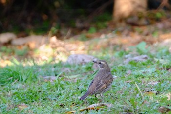 ツグミ 葛西臨海公園 2019年11月30日(土)