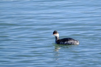 2019年11月30日(土) 葛西臨海公園の野鳥観察記録