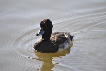 Tufted Duck 春日部親水公園 Fri, 11/29/2019