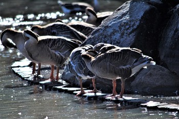 Tundra Bean Goose