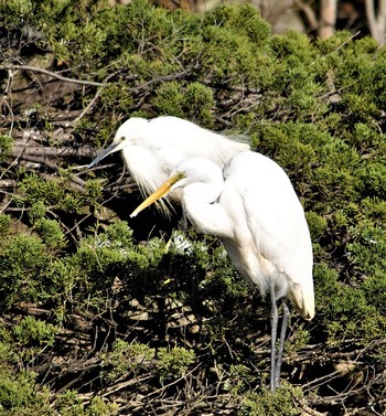 Great Egret(modesta)  春日部親水 Fri, 11/29/2019