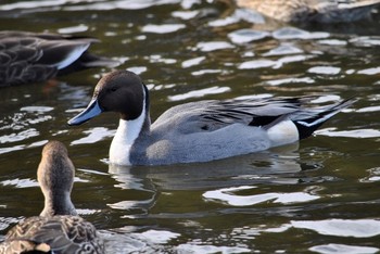 オナガガモ 井頭公園 2019年11月30日(土)