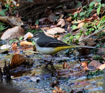 Grey Wagtail 井頭公園 Sat, 11/30/2019