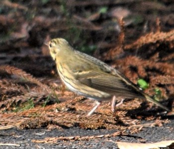 Olive-backed Pipit 井頭公園 Sat, 11/30/2019