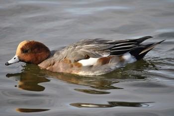 Unknown Species 真岡井頭公園 Unknown Date