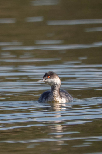 Black-necked Grebe 奈良市水上池 Sat, 11/30/2019