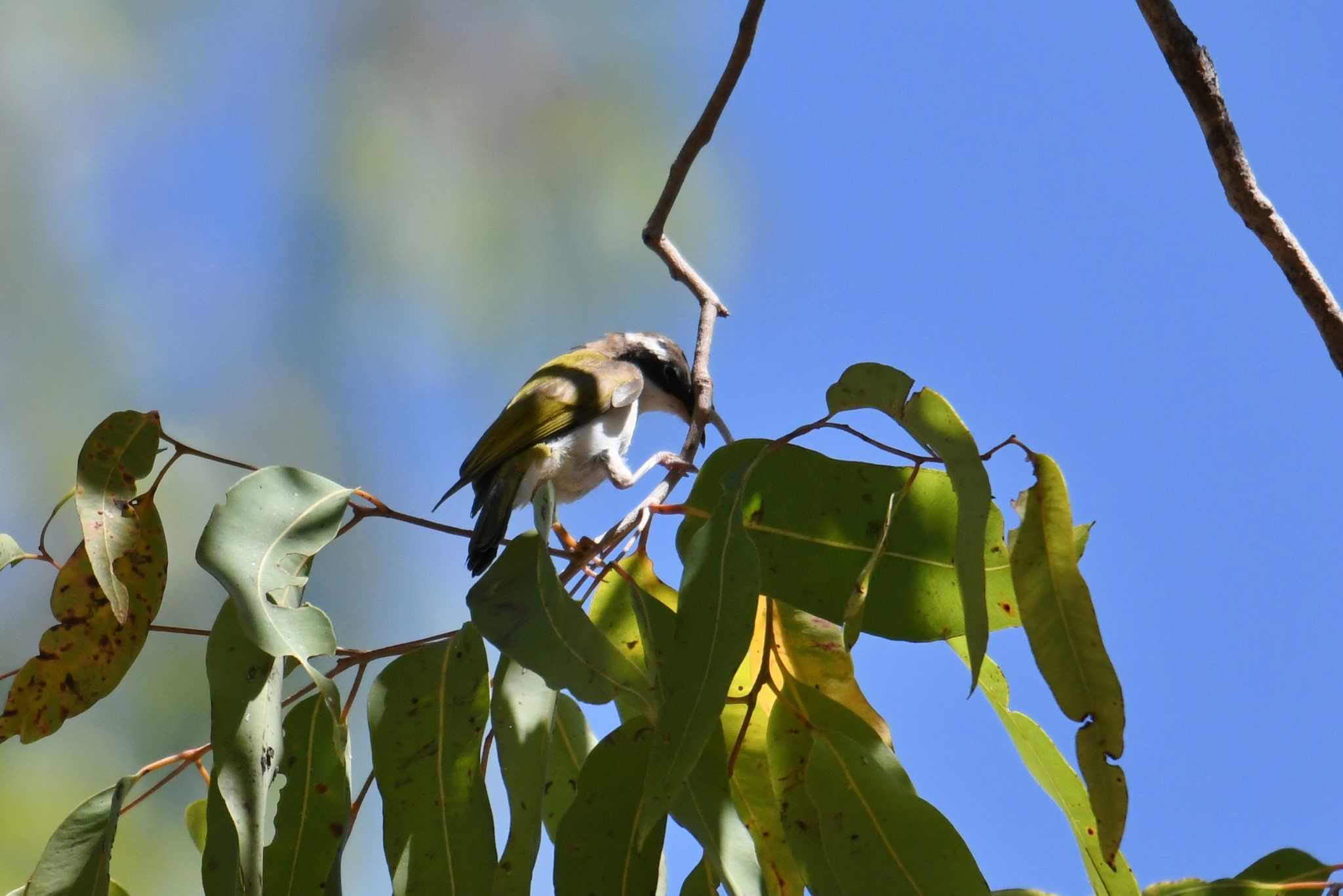 Photo of White-throated Honeyeater at ケアンズ by あひる