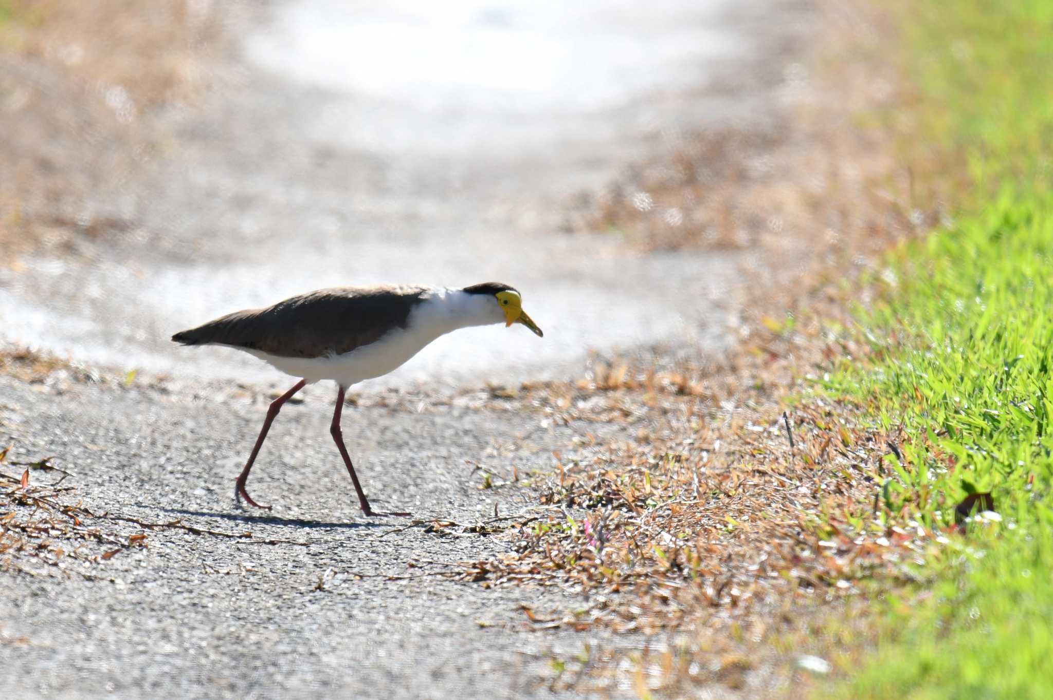 Photo of Masked Lapwing at ケアンズ by あひる