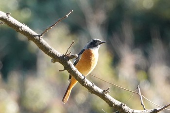 2019年11月30日(土) 葛西臨海公園の野鳥観察記録