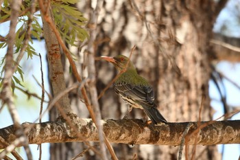 Olive-backed Oriole ケアンズ Sat, 10/12/2019