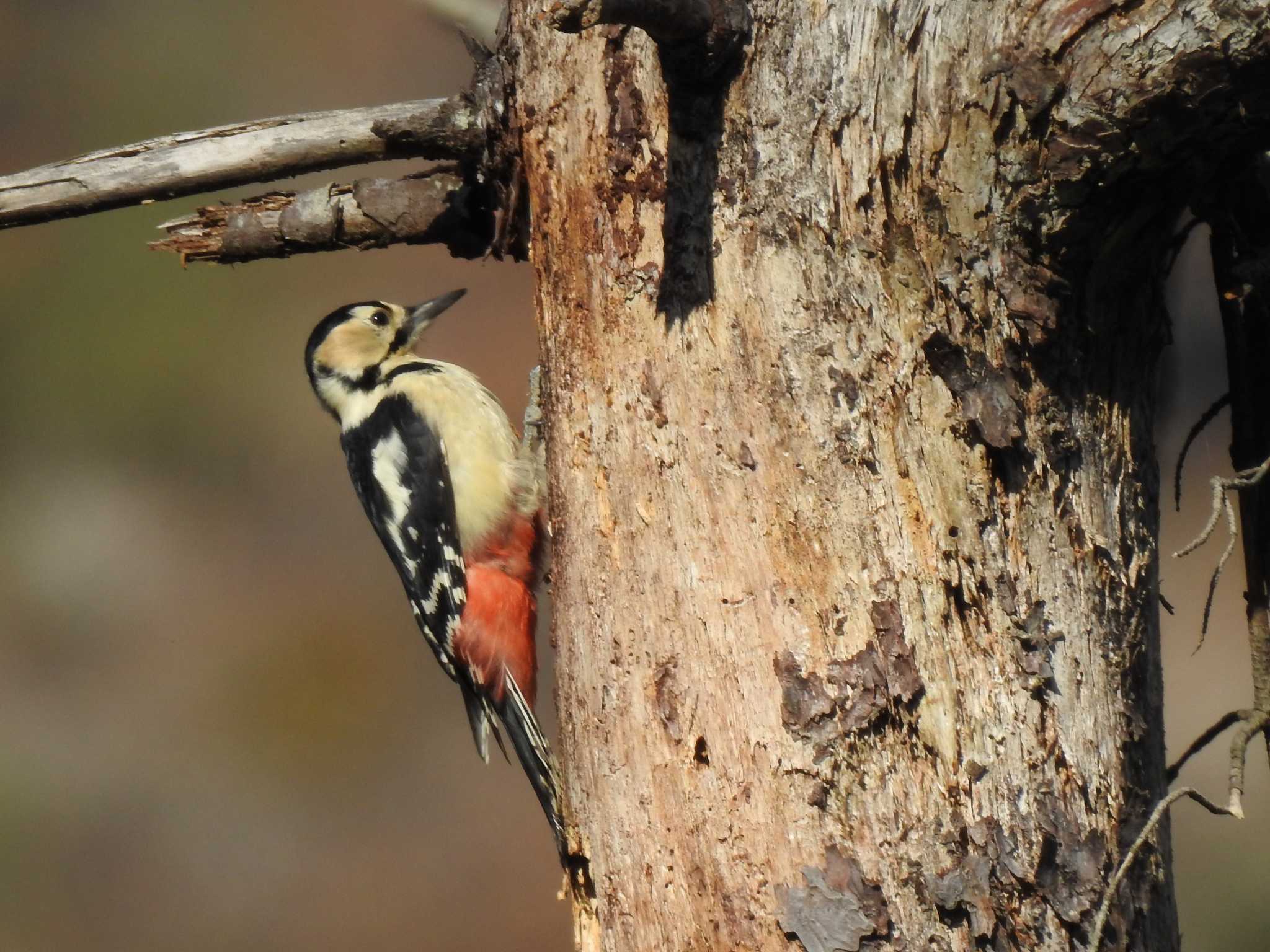 Photo of Great Spotted Woodpecker at 寒洞池 by saseriru