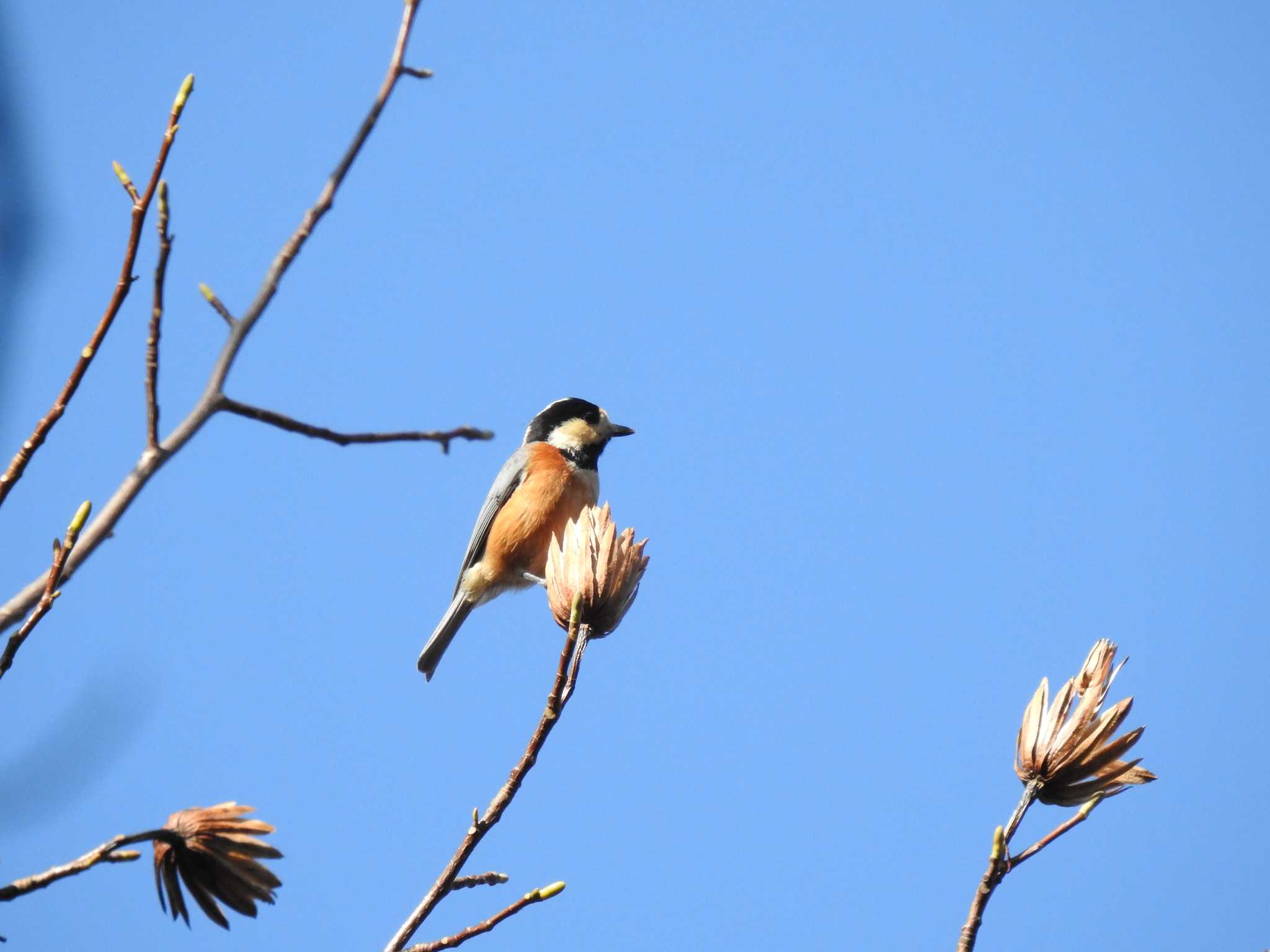 Photo of Varied Tit at 寒洞池 by saseriru