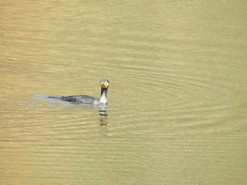 Great Cormorant 寒洞池 Sat, 11/30/2019