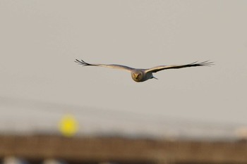 Hen Harrier Unknown Spots Sat, 11/30/2019