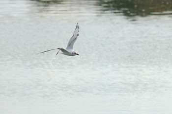 Saunders's Gull 曽根干潟(曾根干潟) Sat, 11/30/2019