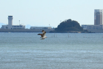 Osprey 曽根干潟(曾根干潟) Sat, 11/30/2019