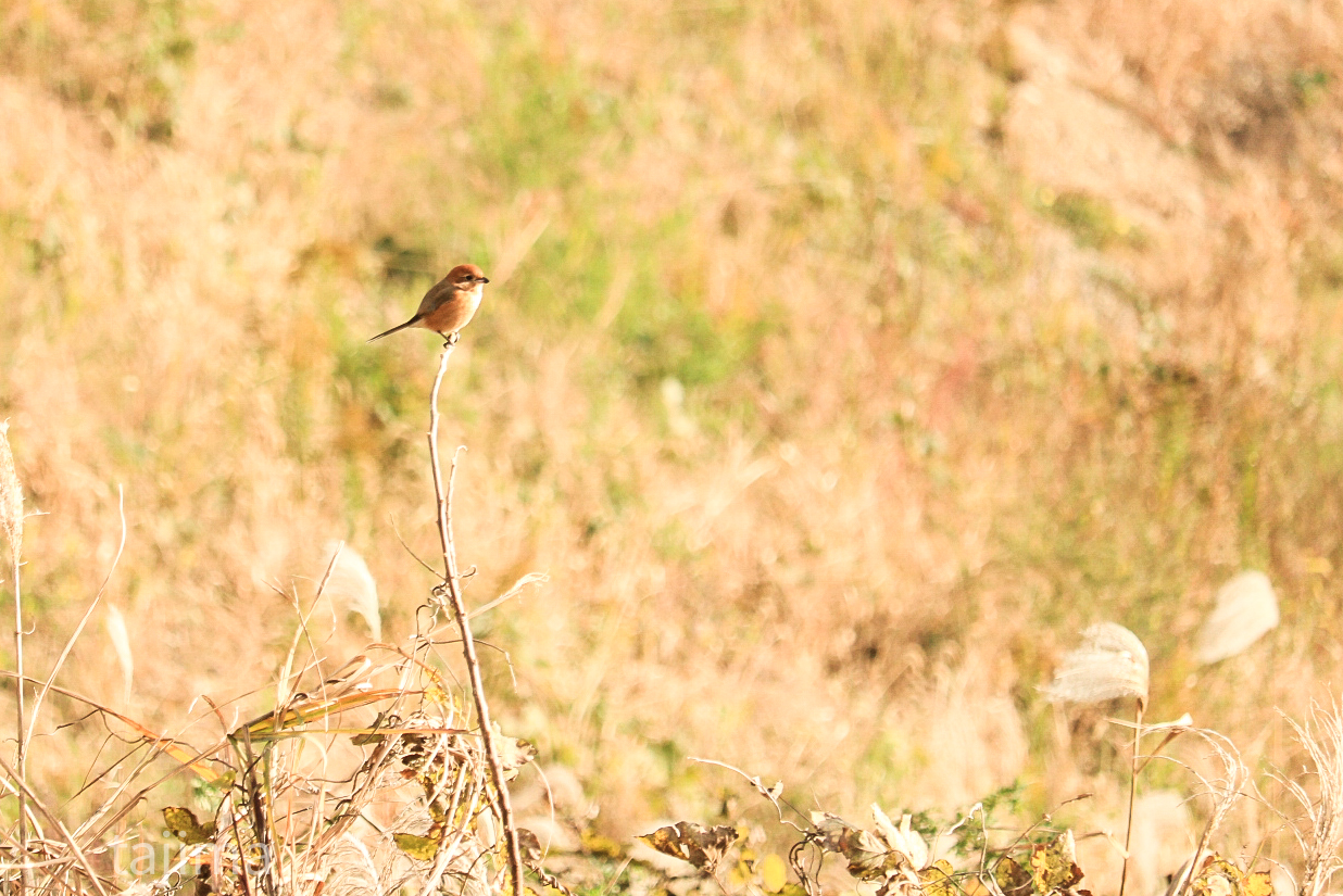 Photo of Bull-headed Shrike at 曽根新田 by Tajima