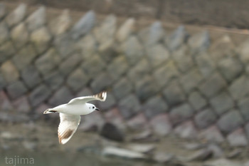 Saunders's Gull 曽根干潟(曾根干潟) Sat, 11/30/2019