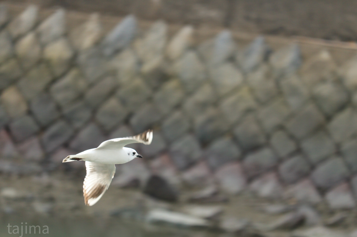 Photo of Saunders's Gull at 曽根干潟(曾根干潟) by Tajima