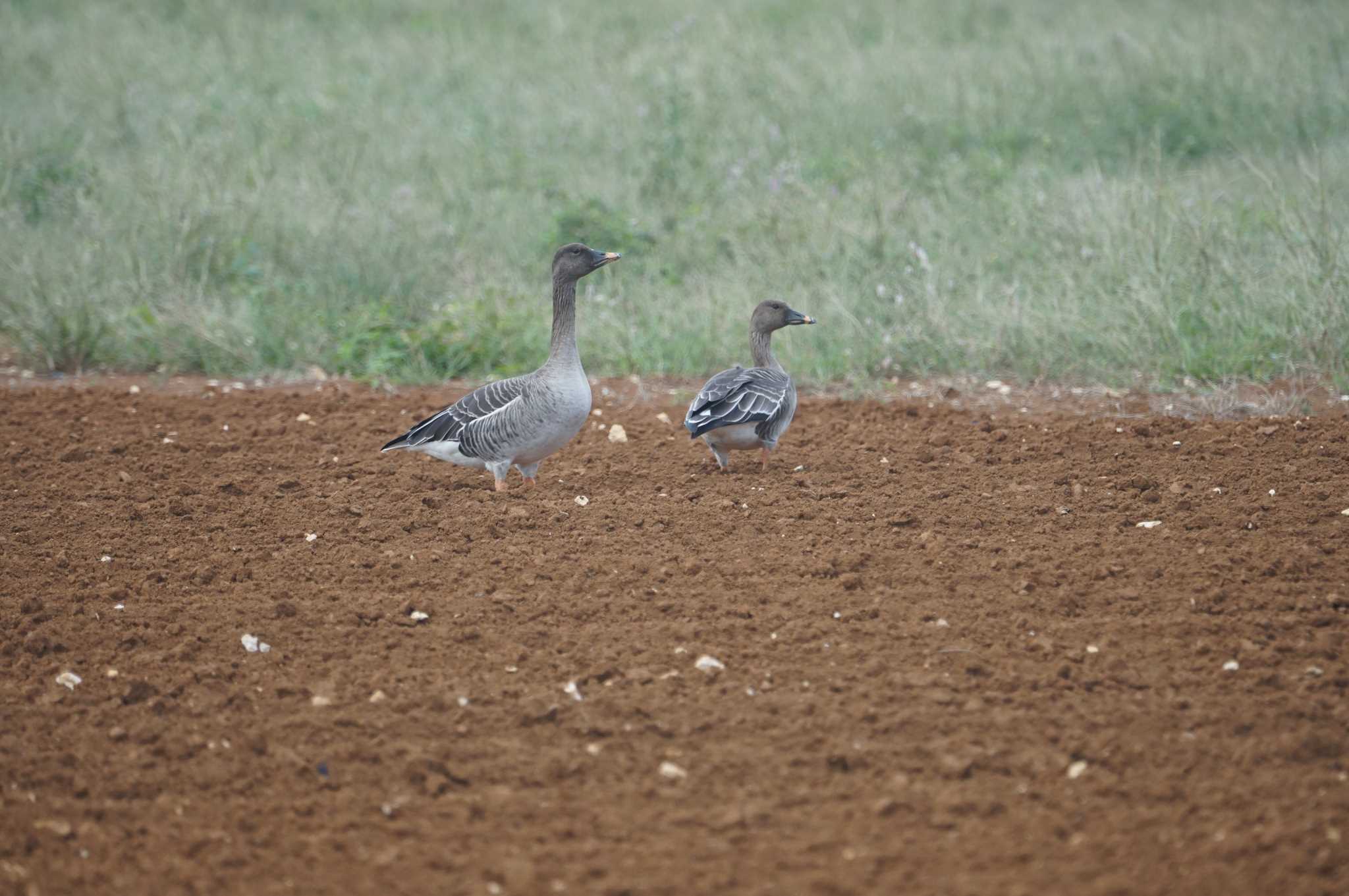 Photo of Tundra Bean Goose at 宮古島市 by マル