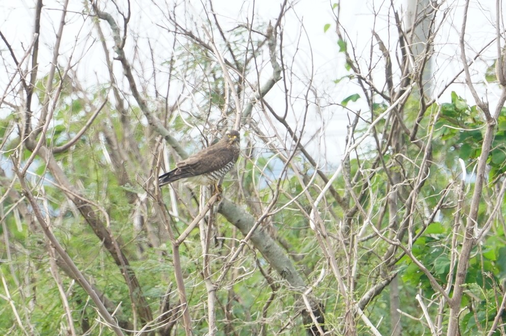 Photo of Grey-faced Buzzard at 宮古島市 by マル