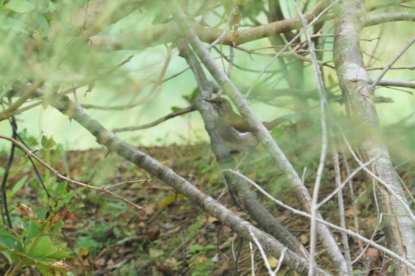 Photo of Pale Thrush at 宮古島市 by マル