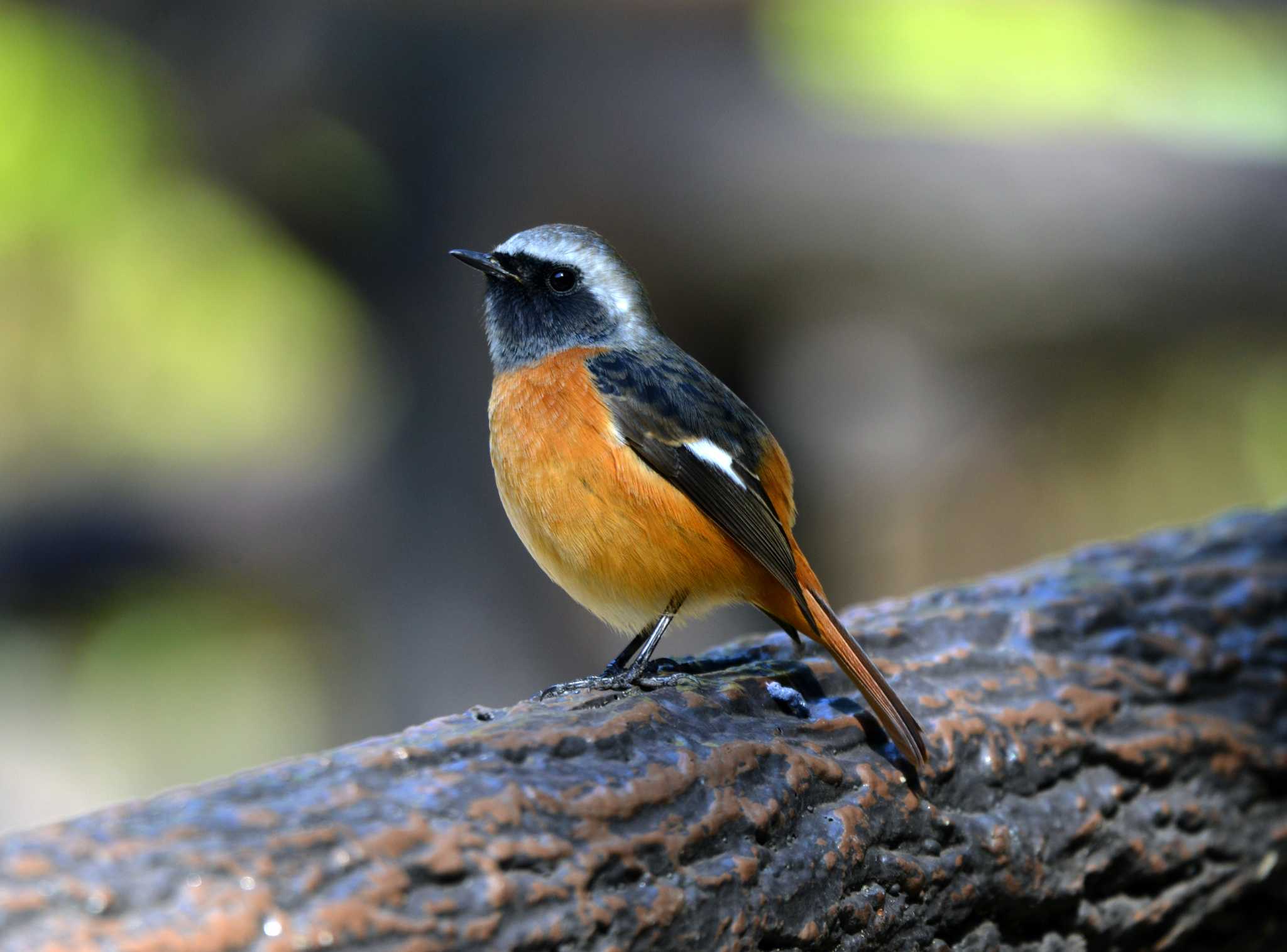 Daurian Redstart