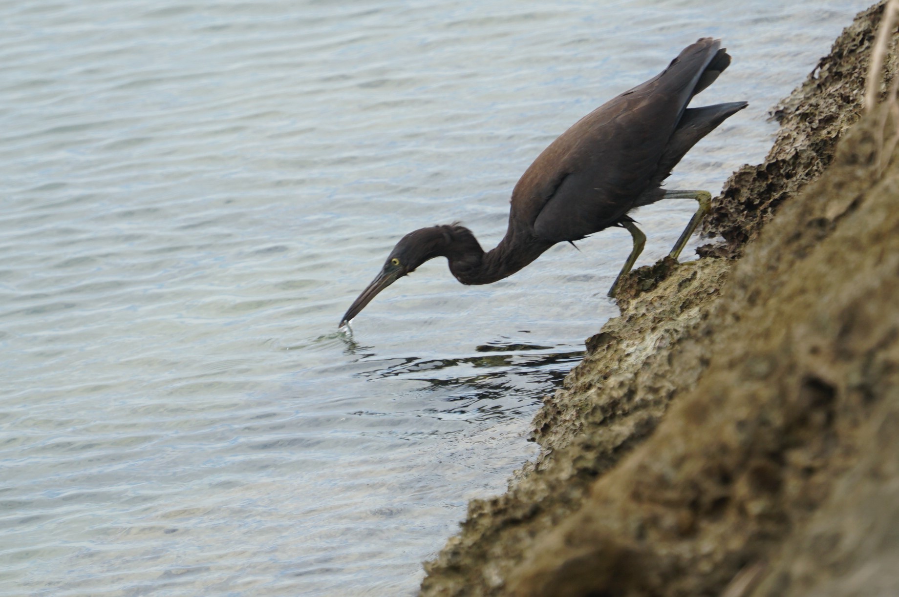 Photo of Pacific Reef Heron at 宮古島市 by マル