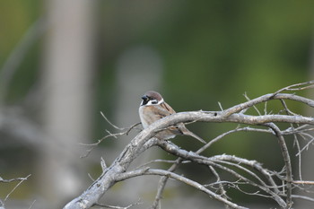 Eurasian Tree Sparrow 神奈川県戸川公園 Sat, 11/30/2019