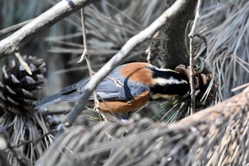 Varied Tit 丹沢大山 Sun, 11/10/2019