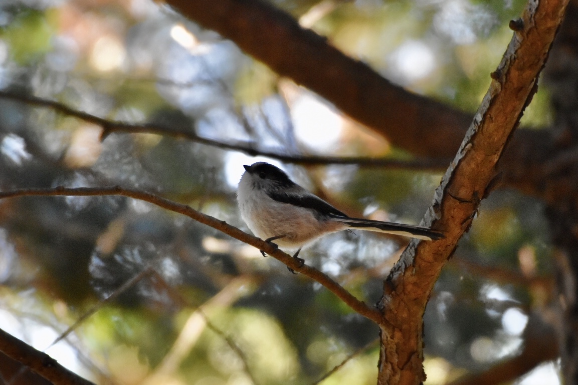 Photo of Long-tailed Tit at 丹沢大山 by nami0113