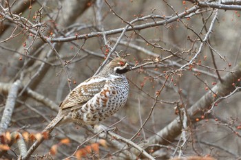 Hazel Grouse 北海道 Sat, 11/30/2019