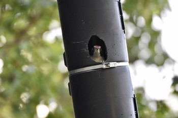 Japanese Green Woodpecker 西伊豆 Sat, 11/2/2019