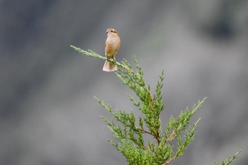 Bull-headed Shrike 西伊豆 Sun, 11/3/2019