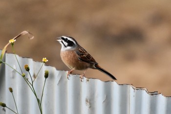 Meadow Bunting 西伊豆 Mon, 11/4/2019