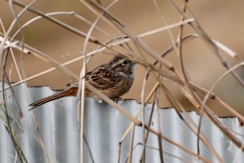 Meadow Bunting 西伊豆 Mon, 11/4/2019