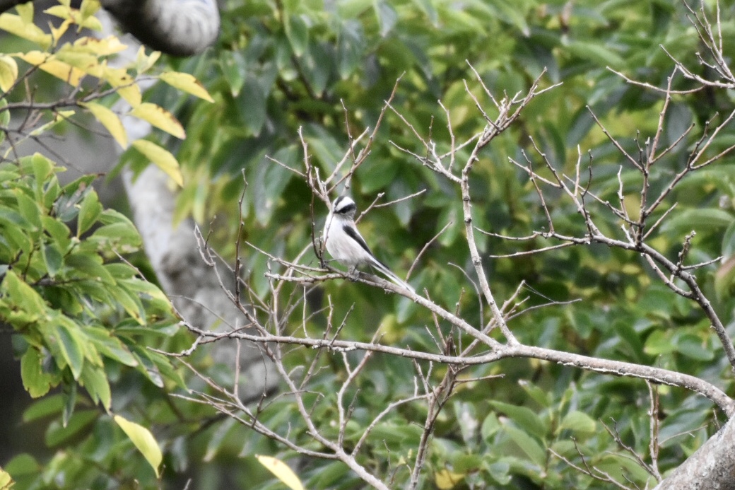 Photo of Long-tailed Tit at 西伊豆 by nami0113