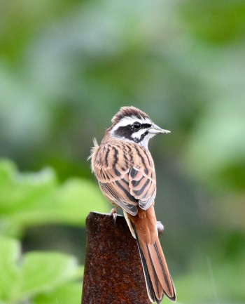 Meadow Bunting 西伊豆 Mon, 11/4/2019