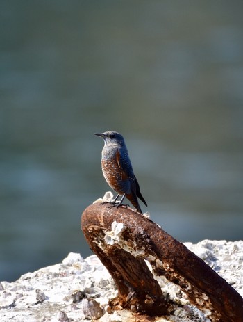 Blue Rock Thrush 西伊豆 Mon, 11/4/2019