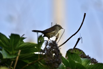 Eastern Crowned Warbler 西伊豆 Sat, 11/2/2019