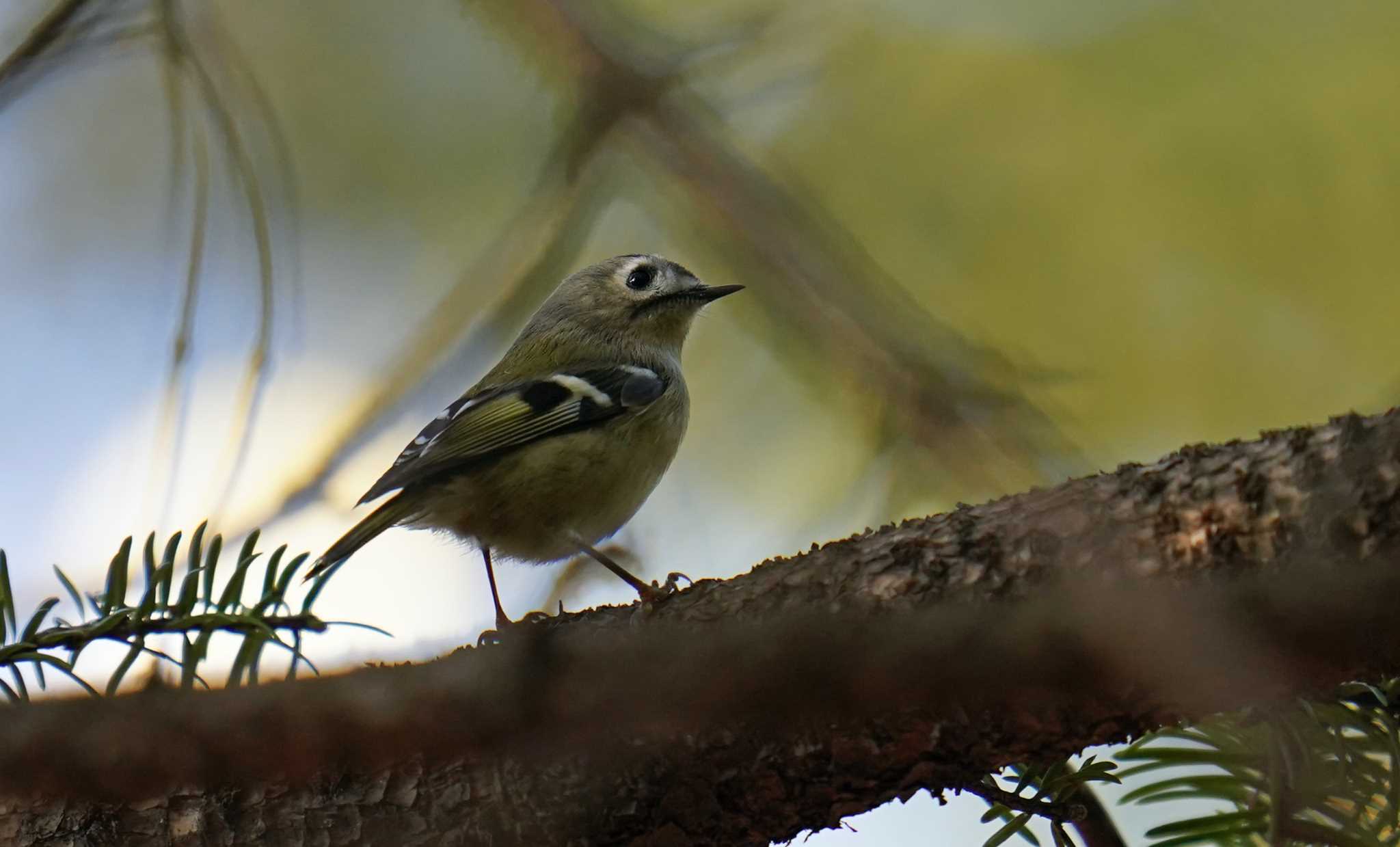 Photo of Goldcrest at 東京都多摩地域 by Orion-HAS