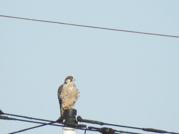 2019年11月30日(土) 稲敷市の野鳥観察記録